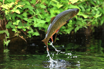 ブルックトラウトのライズ