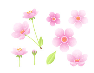Pink sakura flowers set. Blooming cherry isolated on a white background. Vector cartoon illustration.