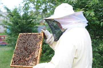 Honey making bees in an apiary with beekeeper in protectve wear collecting beewax in a gareden in summer in Poland, Europe
