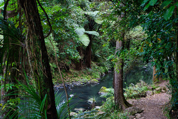 Tropical forest with stream.