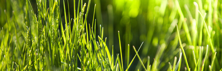 Fototapeta na wymiar Green grass fresh Easter background