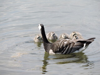 country goose family