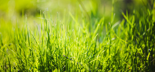 Green grass fresh Easter background