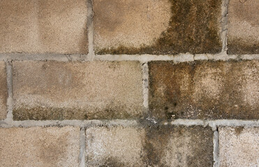 Abstract background,
cement wall texture covered with moss. 
for graphic design, space for text.