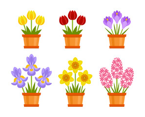 Set of spring cute flowers in pots. Vector icons of red and yellow tulip, daffodil, crocus, iris and pink hyacinth Isolated on white background. Simple flat Illustration. Gift holiday bouquets.holiday