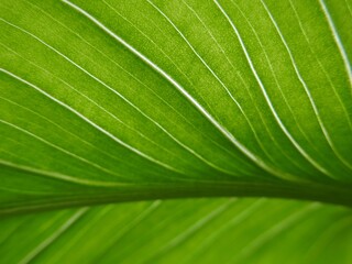 Calla lily leaf closeup. Calla lilies purify the air around it and absorb carbon dioxide and...