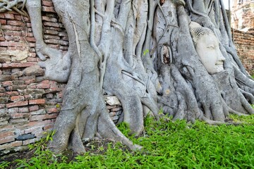 Fototapeta na wymiar Ancient Head of Buddha Image inside Tree Root at Wat Mahathat Temple where is Famous Historical Landmark in Ayutthaya Province, Thailand.