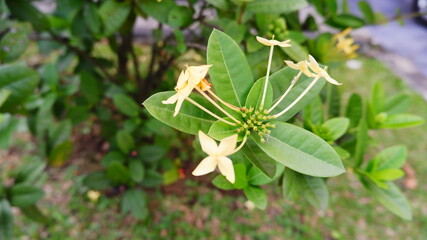 grasshopper on flower