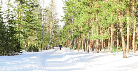 Russia, Chelyabinsk, March 14, 2020: People walk along a wide forest road, illuminated by the bright sun. Walk in the winter park. Beautiful bright winter landscape. Copy space for text.