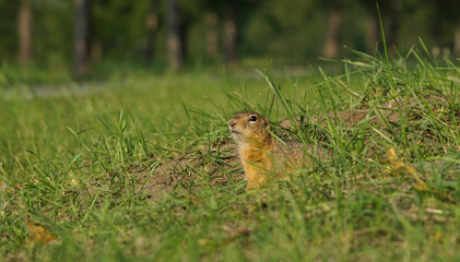 cute gopher sits in the grass in a field in summer