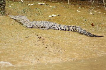 saltwater crocodile (Crocodylus prosus) in natural habitat