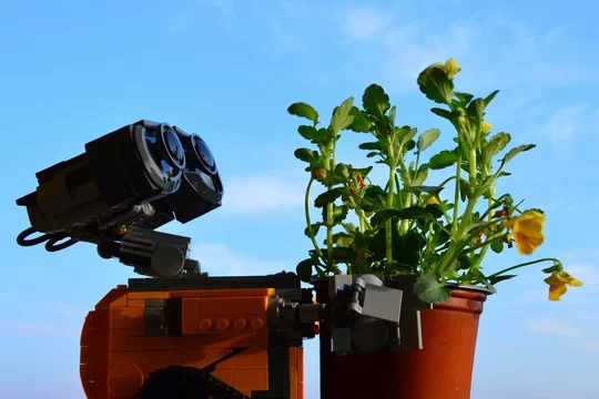 LEGO Wall-E robot from Pixar animated movie adoring yellow flowering Pansy  plant, latin name Viola, blue spring skies in background. Stock Photo