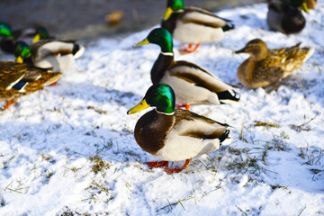A flock of ducks on the snowy bank of the river. Mallard (lat.Anas platyrhynchos), a bird from the order Anseriformes, remains for the winter in Northern Europe. In winter, people feed the birds.