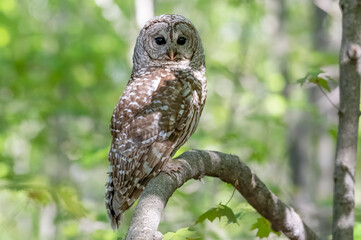 Barred owl perched in the forest with a clean leafy background. She is waiting close by to encourage her two owlets to take the leap from the nest. Spring 2020, Ottawa, Ontario, Canada