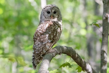 Fotobehang Barred owl perched in the forest with a clean leafy background. She is waiting close by to encourage her two owlets to take the leap from the nest. Spring 2020, Ottawa, Ontario, Canada © Karen Hogan