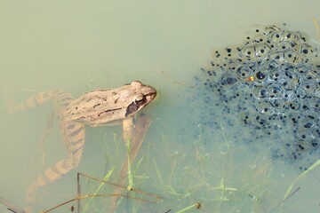 Agile frog (Rana dalmatina) with clutch of eggs in natural habitat
