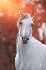 arabian white horse © meegi