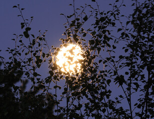 Real bright full moon behind some tree branches. Background of bright full moon behind some autumn tree branches. A beautiful and huge full moon rises from behind a forest of trees illuminating.