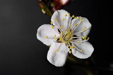 focus stack of plum blossom branch