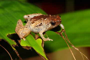 smallest known frog Microhyla berneensis (nepenhicola) in natural habitat, Sarawak, Borneo