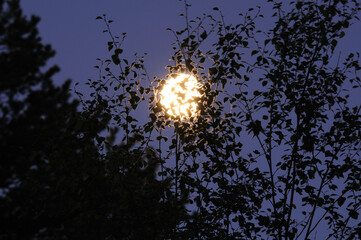 Real bright full moon behind some tree branches. Background of bright full moon behind some autumn tree branches. A beautiful and huge full moon rises from behind a forest of trees illuminating .