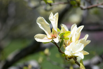 Yellow blossoms blooming on an Elizabeth Magnolia tree in Ottawa. In the spring and summer, the arboretum is full of beautiful flowers and trees right in the heart of the capital of Canada