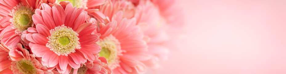 Nature of pink flower in garden using as background natural flora cover page or banner design