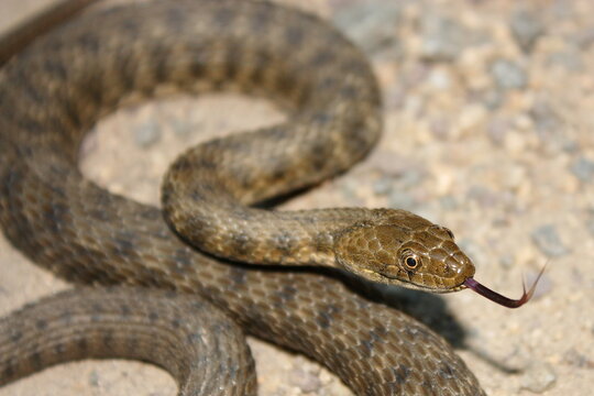Dice snake (Natrix tessellata) in natural habitat