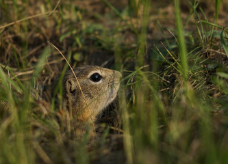 Naklejka na ściany i meble gopher looks out of the house in the evening at sunset