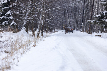 Deer in the winter forest
