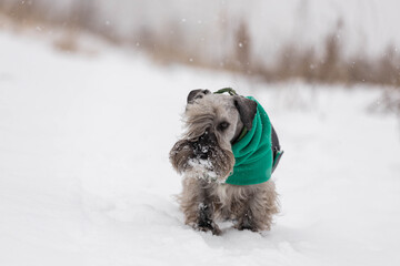 Czech terrier in winter