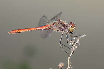 Vagrant darter (Sympetrum vulgatum) in natural habitat