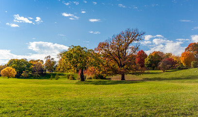 A lone tree in a field with lush green grass and a bright blue sky with wispy clouds - with copy space around it
