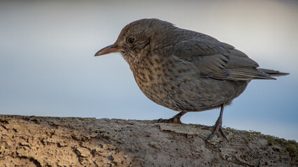bird, natur, amsel, black, tier, wild lebende tiere, schnabel, gras,