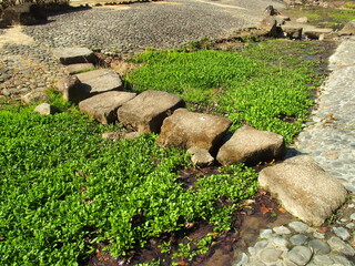 早春の若草生える公園の水辺風景
