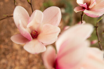 Naklejka premium Magnolia