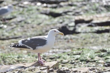 ウミネコ