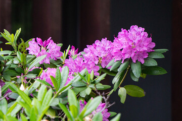 Beautiful lilac rhododendron flower in the garden.