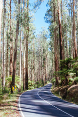 Obraz premium The Black Spur in Australia