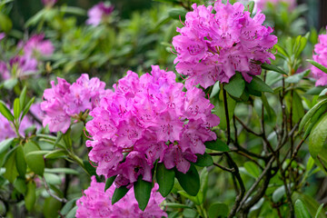 Beautiful lilac rhododendron flower in the garden.