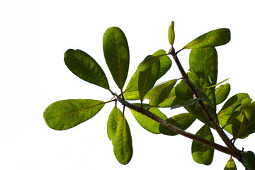 Green tree branch on a white background