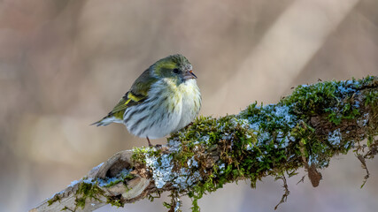 Erlenzeisig, gelb, ast, natur, wild lebende tiere, baum, wild, tier, singvogel