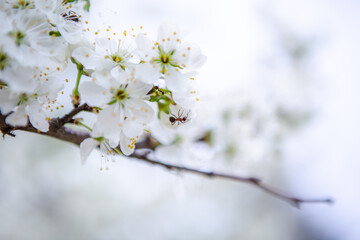 An ant on a white flower close-up