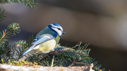 bird, natur, wild lebende tiere, tier, blau, ast, wild, blaumeise, sitzen, schnabel