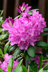 Beautiful lilac rhododendron flower in the garden.