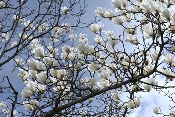 モクレンの花