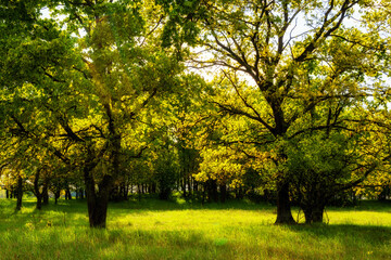 Wiosenna zieleń w dolinie Narwi, Podlasie, Polska