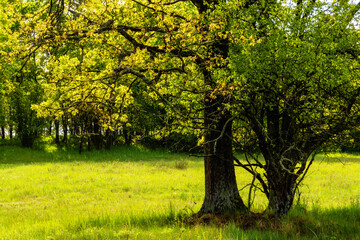 Wiosenna zieleń w dolinie Narwi, Podlasie, Polska