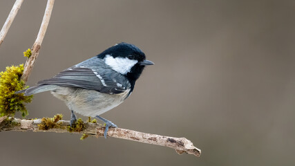 bird, natur, wild lebende tiere, tier, ast, wild, kohlmeise, meise