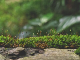 green moss on the ground